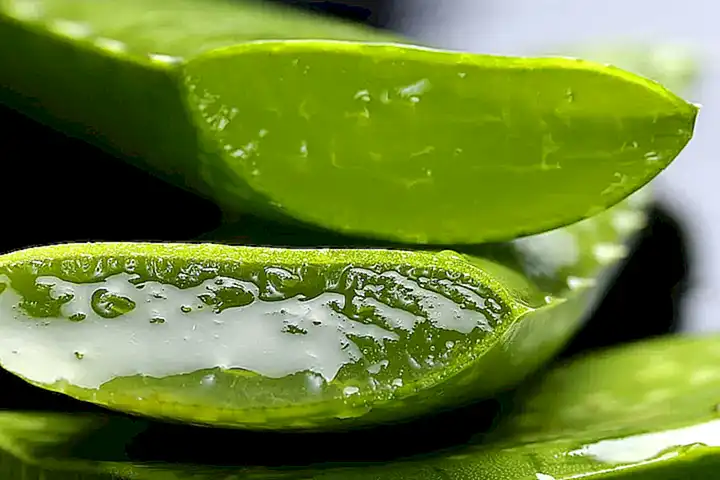 1 Aloe Vera als Heilmittel für Katzen