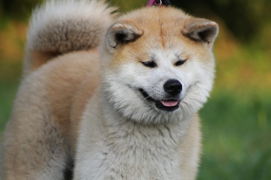 Akita Inu: Geschichte, Eigenschaften & Pflegewissen