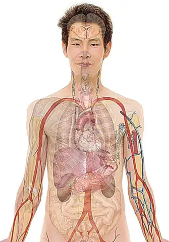 Anatomie und Wesen