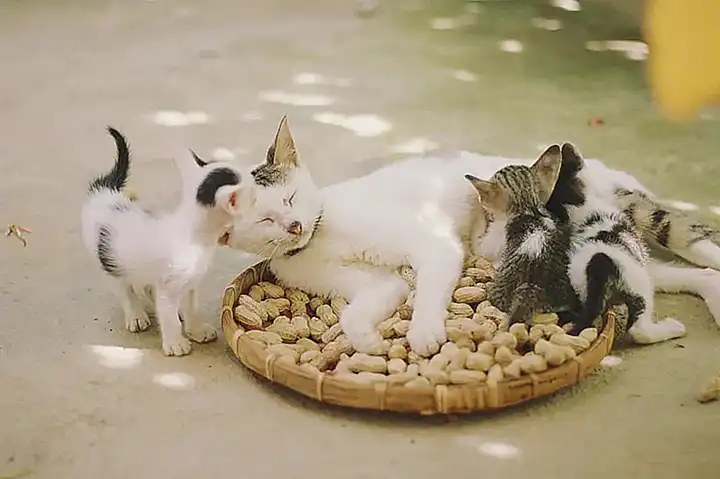 Auswirkungen auf die Katze und die Familie