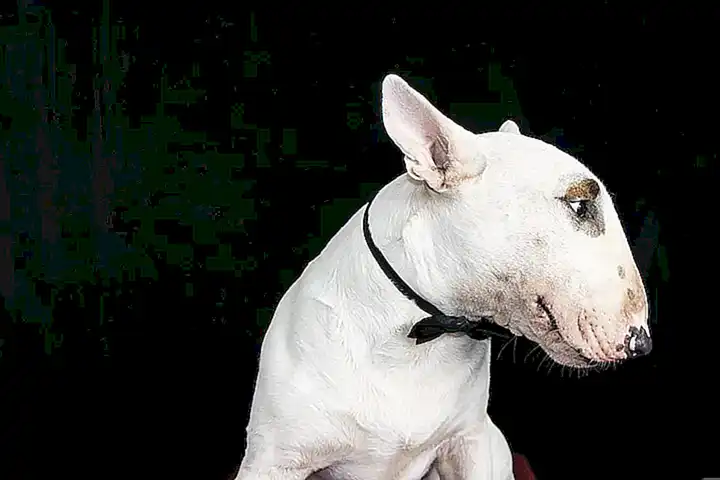 Charakter und Aussehen von Stauffshere Bullterriers