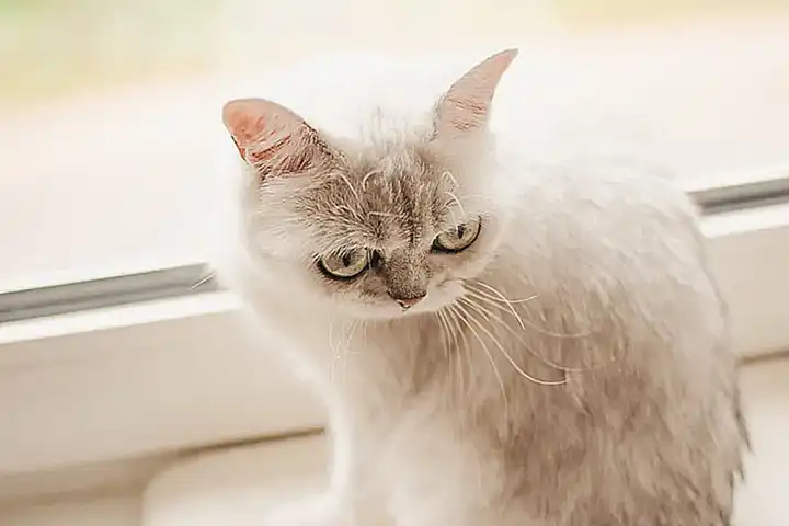 Das Hörvermögen von Katzen
