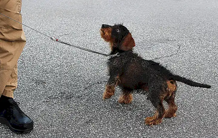 Das Wesentliche im Dog Training