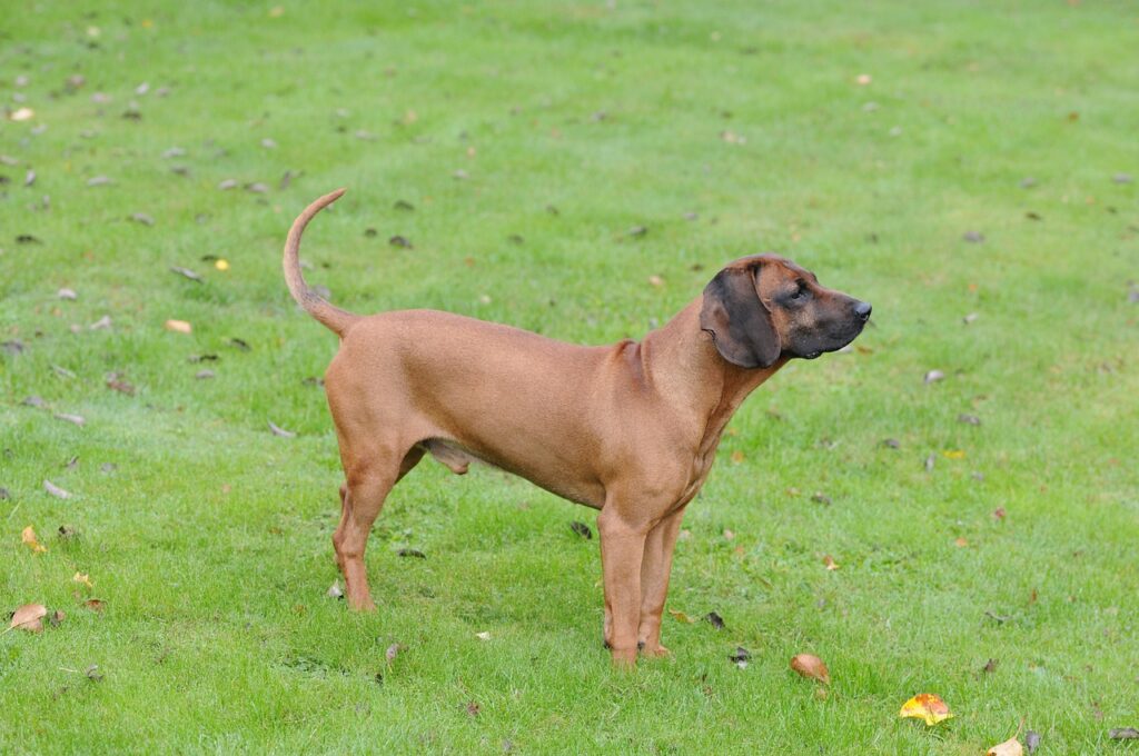 Bloodhunde: Ausdauer und Nase – Vielfältige Abenteuer