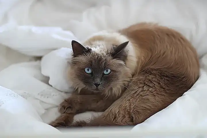 Die Kosten für das Wohlbefinden der Katze