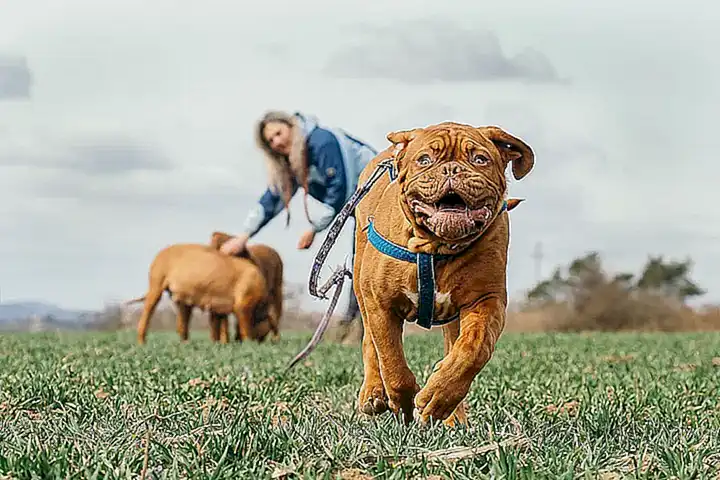 Die Zukunft des Tibetan Mastiffs