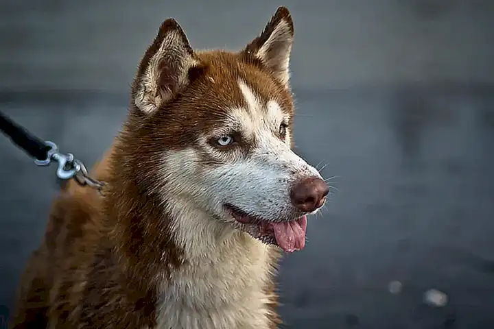 Eigenschaften des weißeren Husky-typischen Aussehens