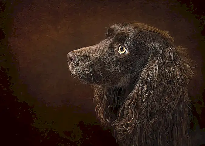 Eigenschaften und Fähigkeiten von Clumber Spaniels
