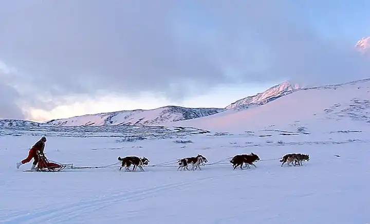 Ein Zeichen der Treue und Anpassungsfähigkeit im Leben des weißen Huskies