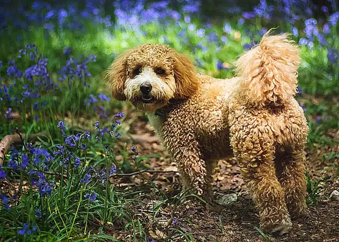 Entscheidung für einen Cavapoo als Haustier