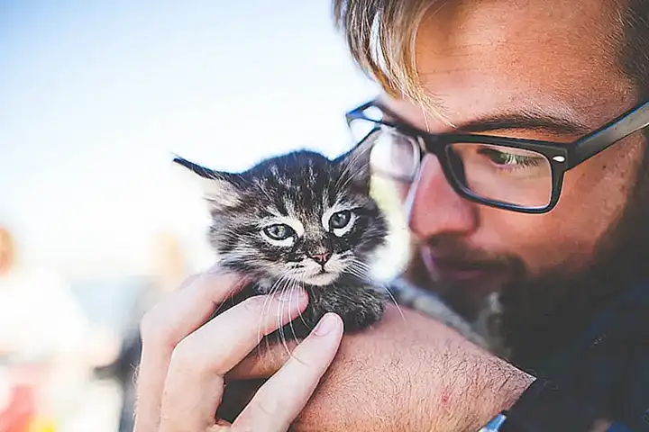 Ernährung und Pflege von Katzen