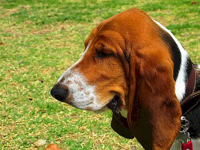 Ernährung von Basset-Hunden