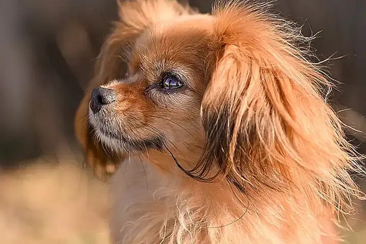 Haltung von Tibetan Mastiffen