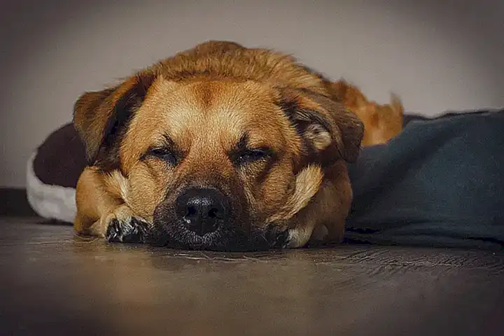 Herausforderungen im Umgang mit dem Hund
