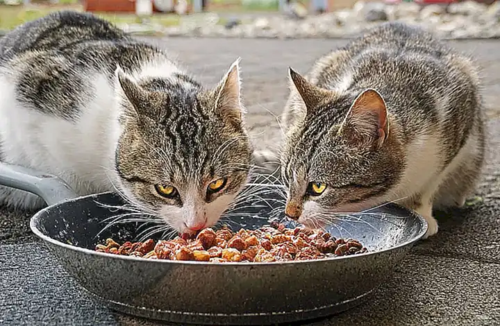 Kosten für Katzenfutter und Streu