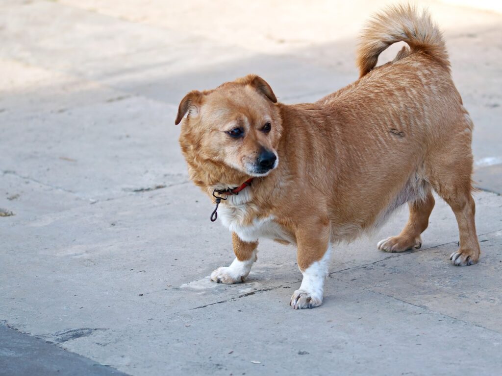 Katzen mit kurzen Beinen: Alle Infos über den Munchkin