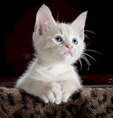 Reiseoptionen für Katzen