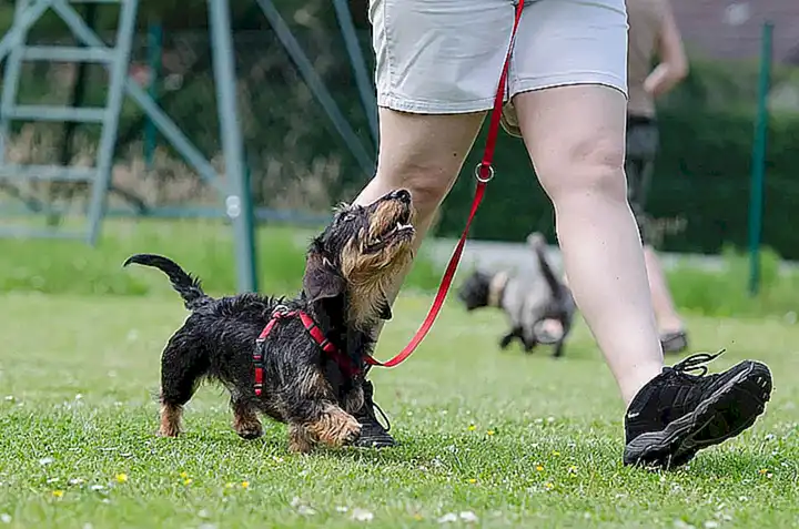 Vorbereitung auf die Hundeschule