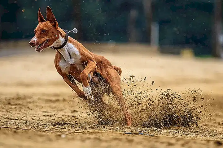 Vorbereitung und Sicherheitsvorsorge im Hundesport