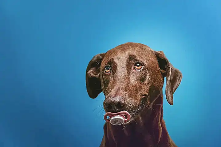 Vorteile des Welpenlaufstuhls für Hunde und Besitzer