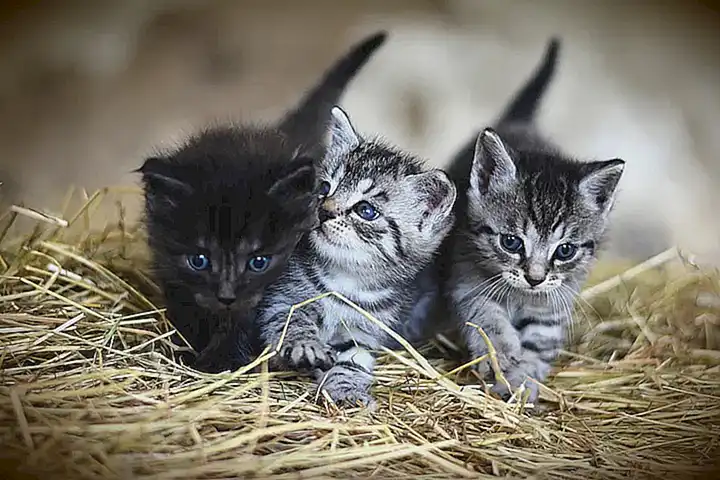Warum Kumpelmusik wichtig für Katzen ist