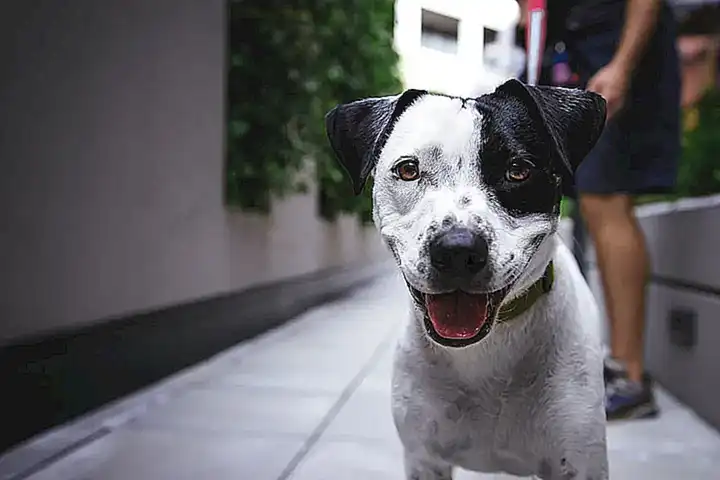 Was den Hund glücklich macht