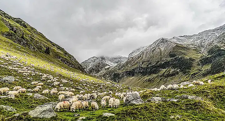 Werte und Traditionen der Herde